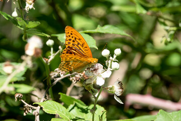 detailed close-up of a silver-washed fritillary butterfly (Argynnis paphia)