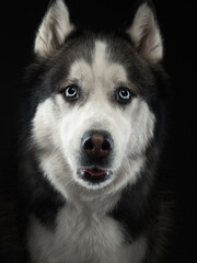 Portrait of a husky on black background, studio shot