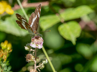 close-up of a White admiral butterfly (Limenitis camilla)