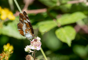 close-up of a White admiral butterfly (Limenitis camilla)