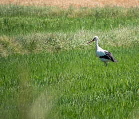 a white stork (Ciconia ciconia) hunting in a rice field