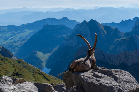 Wandern am S&auml;ntis in der Schweiz