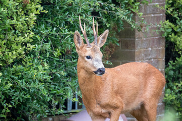 detailed close-up head shot of a wild roe deer buck (Capreolus capreolus)