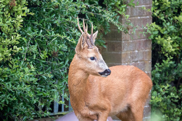 detailed close-up head shot of a wild roe deer buck (Capreolus capreolus)
