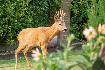 close-up full body of a wild roe deer buck (Capreolus capreolus) 