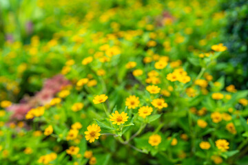 Fototapeta premium Beautiful blossom singapore daisy at field.