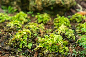 Growing Venus Flytraps plant at the ground.