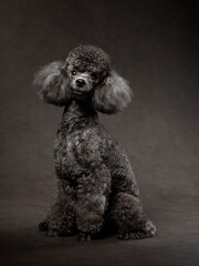 Portrait of a toy poodle on brown background, studio shot