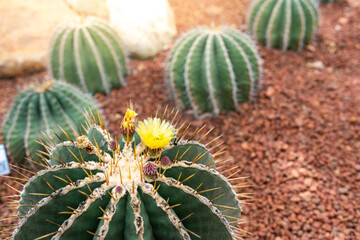 cactus in the garden