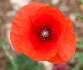 Fototapeta premium close-up of bright red poppy (Papaver rhoeas) flower