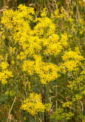 close-up of several yellow Ragwort flowers (Senecio jacobaea)