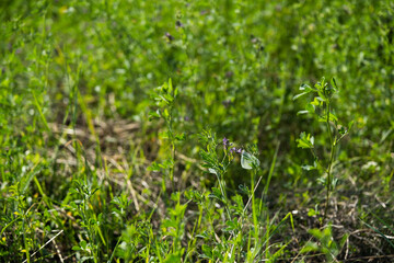 Green grass closeup