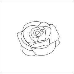 beautiful and blooming flowers