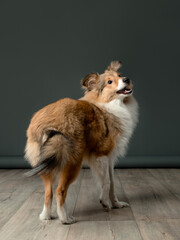 Portrait of a playing sheltie puppy on grey background, studio shot