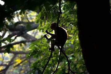 Quite Early One Morning.