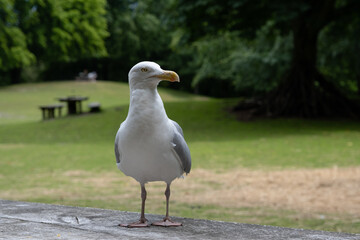 Seagull on a table