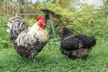 Male and female chickens ( rooster and hen ) Orpington silver in the backyard on green grass. © Panupong