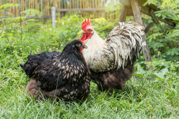 Male and female chickens ( rooster and hen ) Orpington silver in the backyard on green grass.
