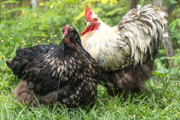Male and female chickens ( rooster and hen ) Orpington silver in the backyard on green grass.