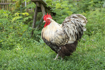 Orpington silver chicken. A rooster in the backyard on green grass.