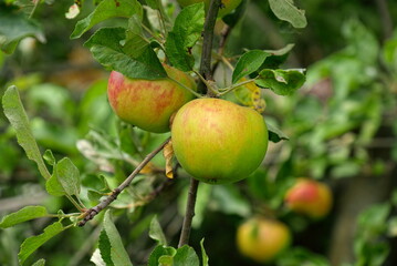 apples on a tree