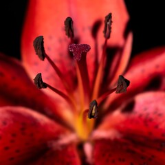 close up of a red flower