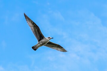 Fototapeta premium seagull in the sky