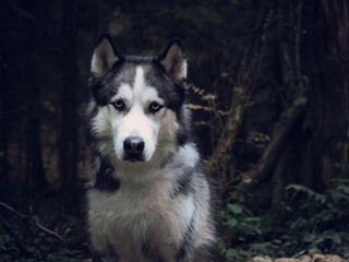 Portrait of a husky in an autumn forest