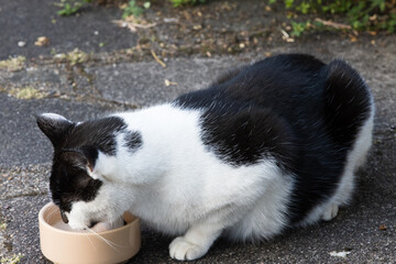 Cat drinking water from bowl
