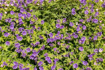 field of purple and white