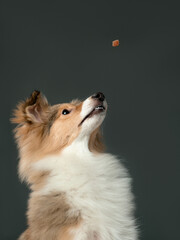 A little sheltie puppy catches food on grey background, studio shot