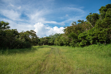 Fototapeta na wymiar 青空と両側を木々の緑に囲まれた道