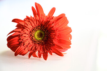 Freshness of Red Gerber Flower. Isolated Single Flower on White Background. Flowers Wallpapers. 