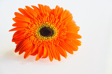 orange gerbera flower on white background isolated