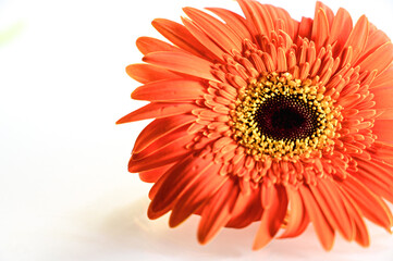 Perfect Color of Orange gerber daisy isolated on white background