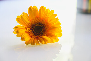 Pretty Yellow Gerbera. Yellow Petals. Single Yellow flower on the white transparent background. Romantic For Lettering For Greeting Card and Wallpaper