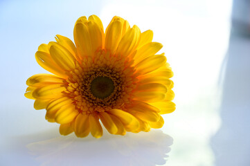 Shine of Sunny Yellow Gerbera. Yellow Petals. Single Yellow flower on the white transparent background. Romantic For Lettering For Greeting Card and Wallpaper