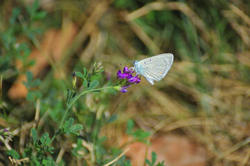 butterfly on a flower