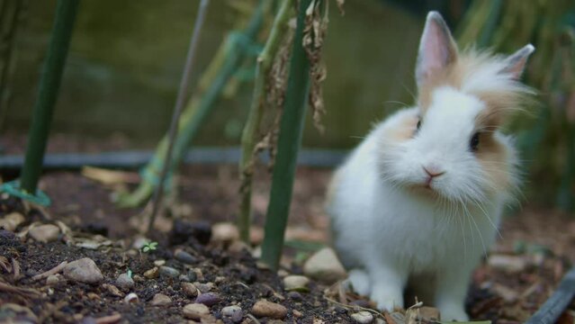 Little Lionhead rabbit looks at the camera. Sweet white rabbit puppy looks around in fear. Innocent herbivorous garden animals. Close-up of small pet with its fur blown by the wind.