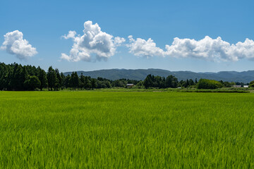 Fototapeta premium 佐渡島の水田