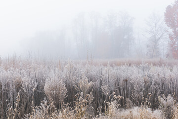 Landscape of frosted, autumn, tall grass prairie in fog, Fort Custer State Park, Michigan, USA