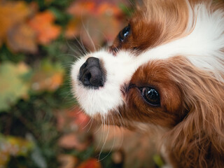 A puppy of spaniel cavalier king Charles is playing fallen leaves in the park