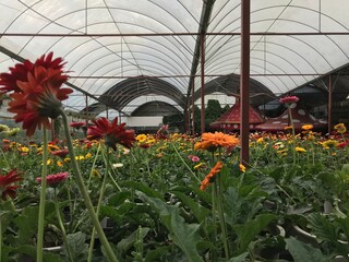 greenhouse with flowers and plants