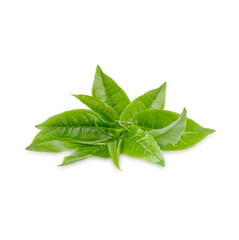 Obraz premium Green tea leaves isolated on white background
