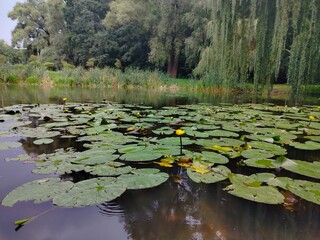 lilies in the pond