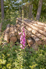 flowers in the forest