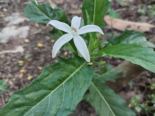 Obraz premium Laurentia longiflora flowers that are in bloom, are used as herbal medicines or natural pesticides.