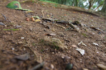 observando detalhes do solo, textura de terra, detalhes do meio ambiente