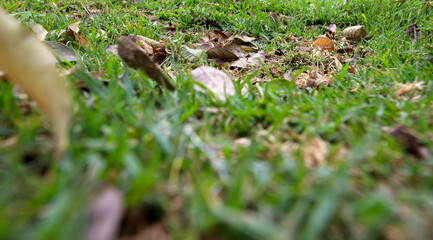 watching the details of the lawn, details of the blades of grass, seeing the details of nature