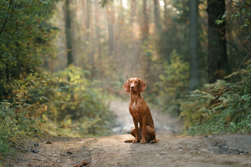 Hungarian Vizsla in the autumn forest. Pet in leaf fall. Atmospheric photo in nature